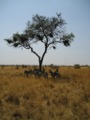 Andrews first group of Zebras in Tarangire NP